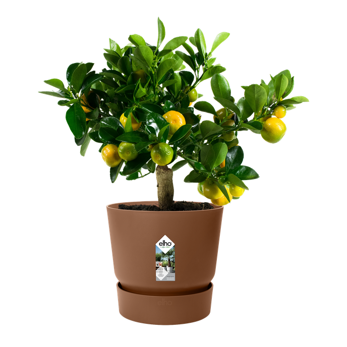 greenville rund 40cm ingwer braun